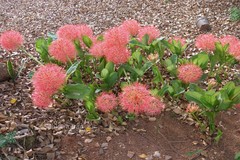 Scadoxus multiflorus